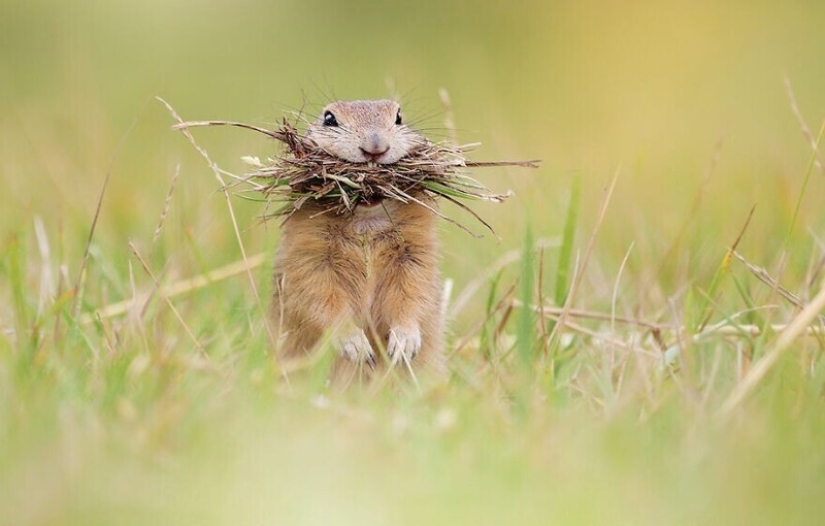 Un milagro de la naturaleza: increíbles fotos de animales salvajes en los bosques de Austria