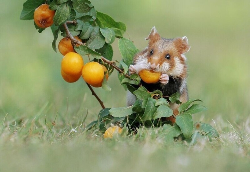 Un milagro de la naturaleza: increíbles fotos de animales salvajes en los bosques de Austria