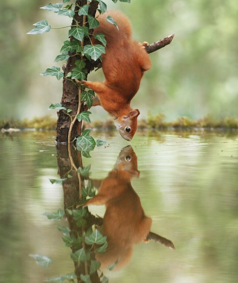 Un milagro de la naturaleza: increíbles fotos de animales salvajes en los bosques de Austria