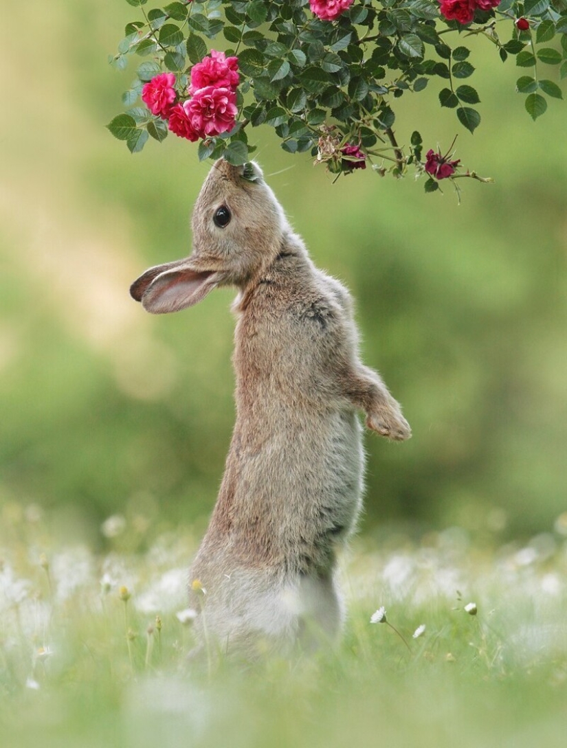 Un milagro de la naturaleza: increíbles fotos de animales salvajes en los bosques de Austria