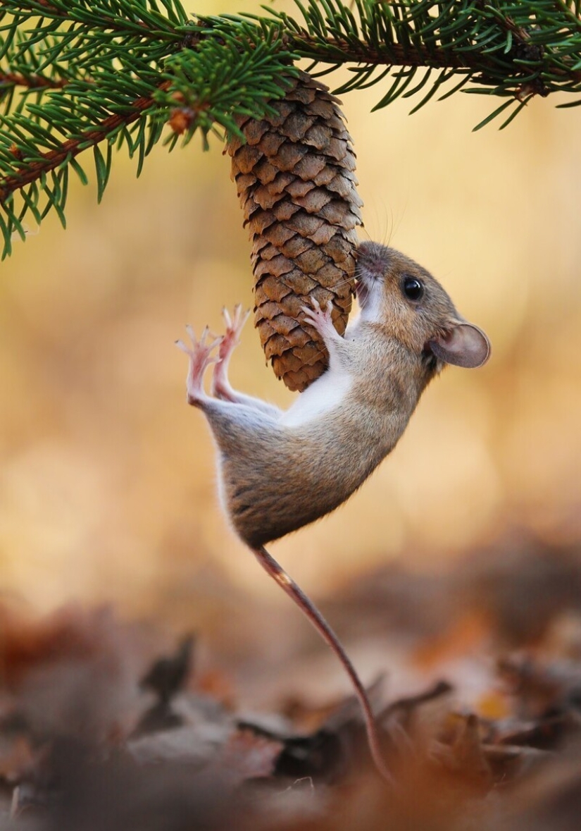 Un milagro de la naturaleza: increíbles fotos de animales salvajes en los bosques de Austria