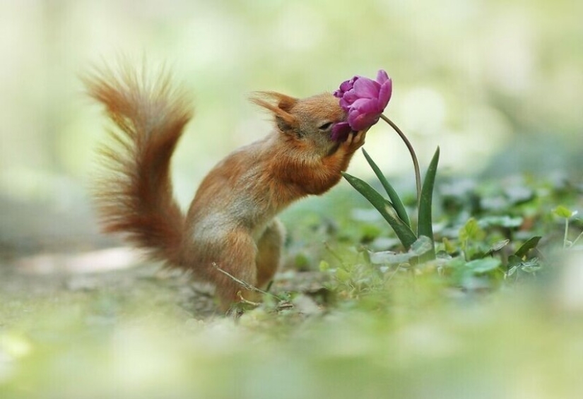 Un milagro de la naturaleza: increíbles fotos de animales salvajes en los bosques de Austria