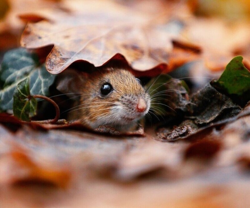 Un milagro de la naturaleza: increíbles fotos de animales salvajes en los bosques de Austria