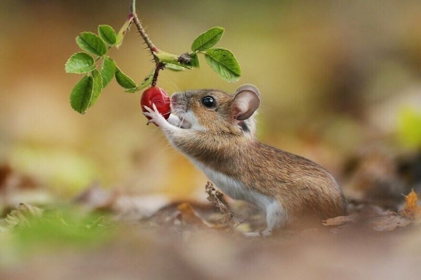 Un milagro de la naturaleza: increíbles fotos de animales salvajes en los bosques de Austria