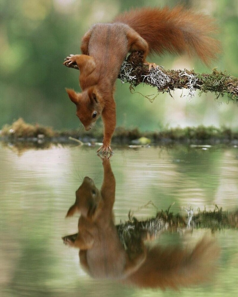 Un milagro de la naturaleza: increíbles fotos de animales salvajes en los bosques de Austria