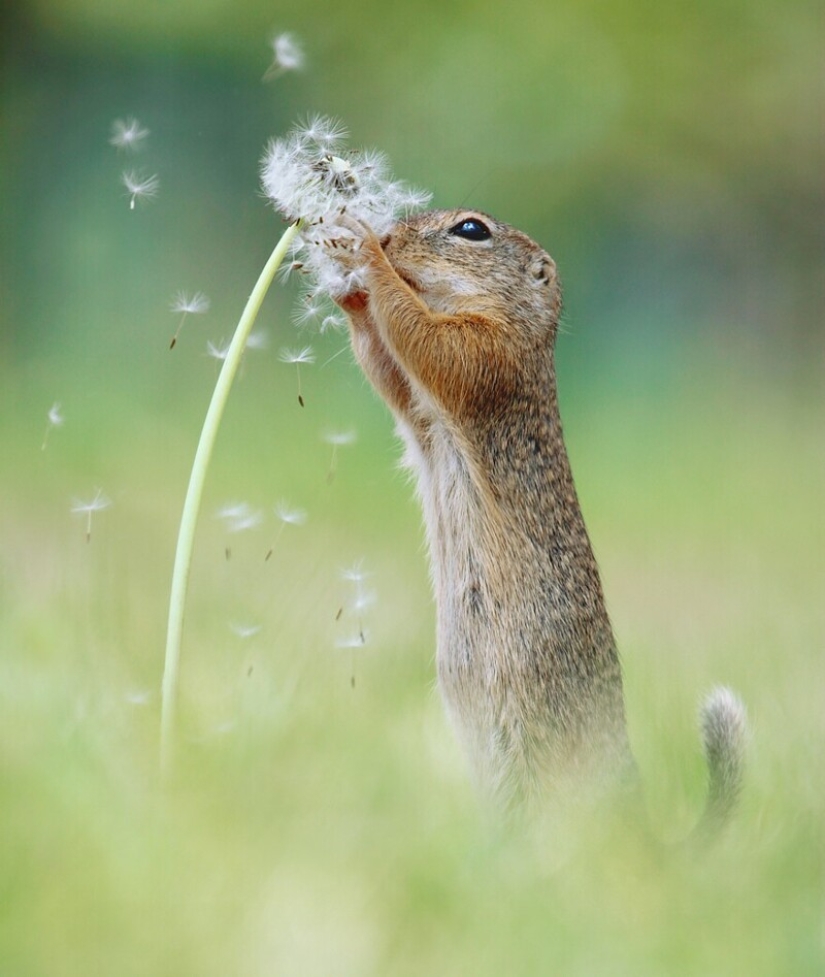 Un milagro de la naturaleza: increíbles fotos de animales salvajes en los bosques de Austria