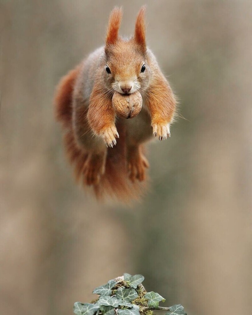 Un milagro de la naturaleza: increíbles fotos de animales salvajes en los bosques de Austria