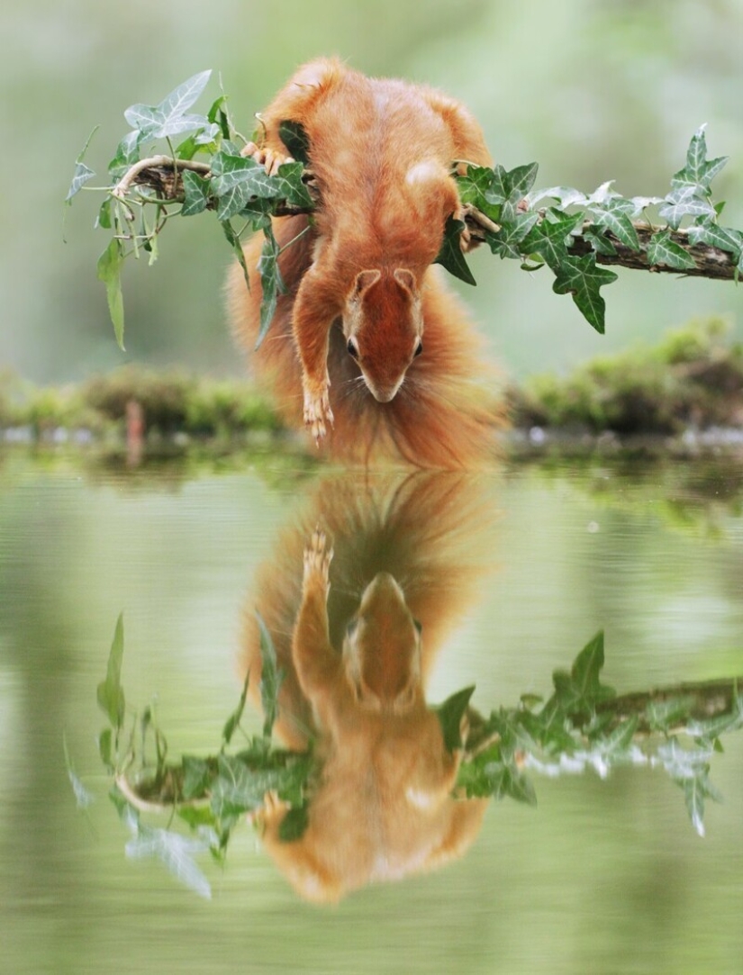 Un milagro de la naturaleza: increíbles fotos de animales salvajes en los bosques de Austria