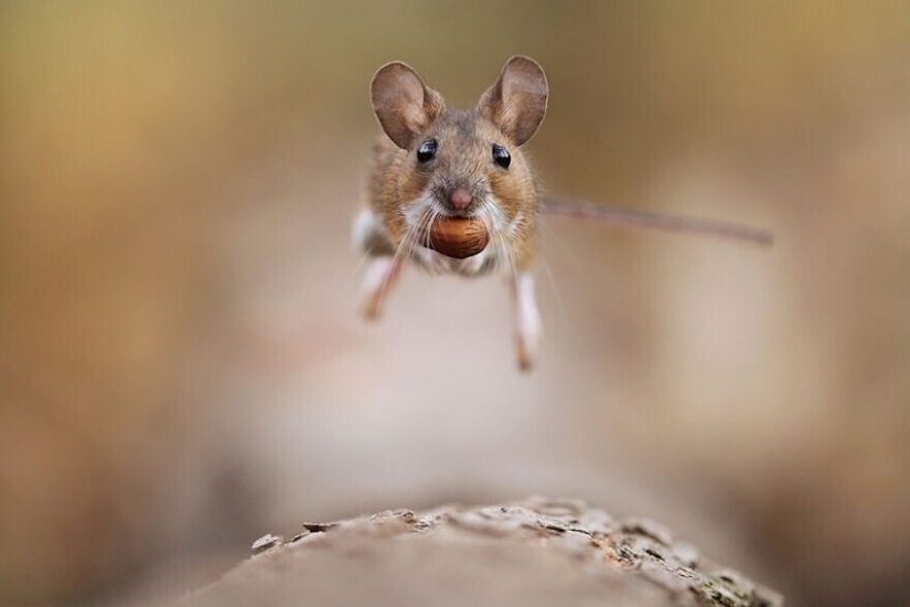 Un milagro de la naturaleza: increíbles fotos de animales salvajes en los bosques de Austria