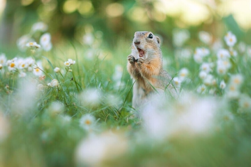 Un milagro de la naturaleza: increíbles fotos de animales salvajes en los bosques de Austria
