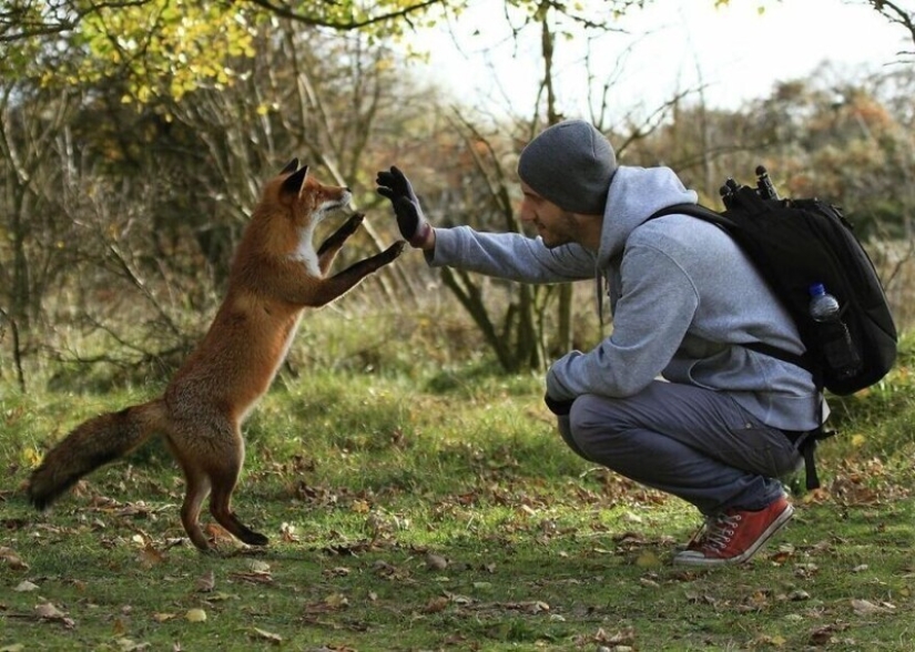 Un milagro de la naturaleza: increíbles fotos de animales salvajes en los bosques de Austria