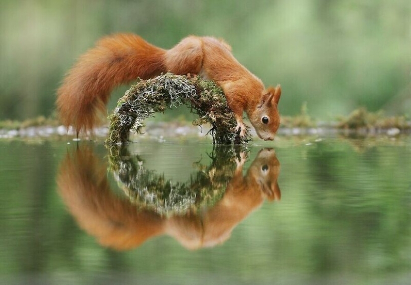 Un milagro de la naturaleza: increíbles fotos de animales salvajes en los bosques de Austria