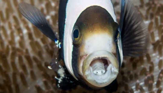 Un pescador de Sudáfrica se encontró con un parásito aterrador que se convirtió en parte de un pez vivo