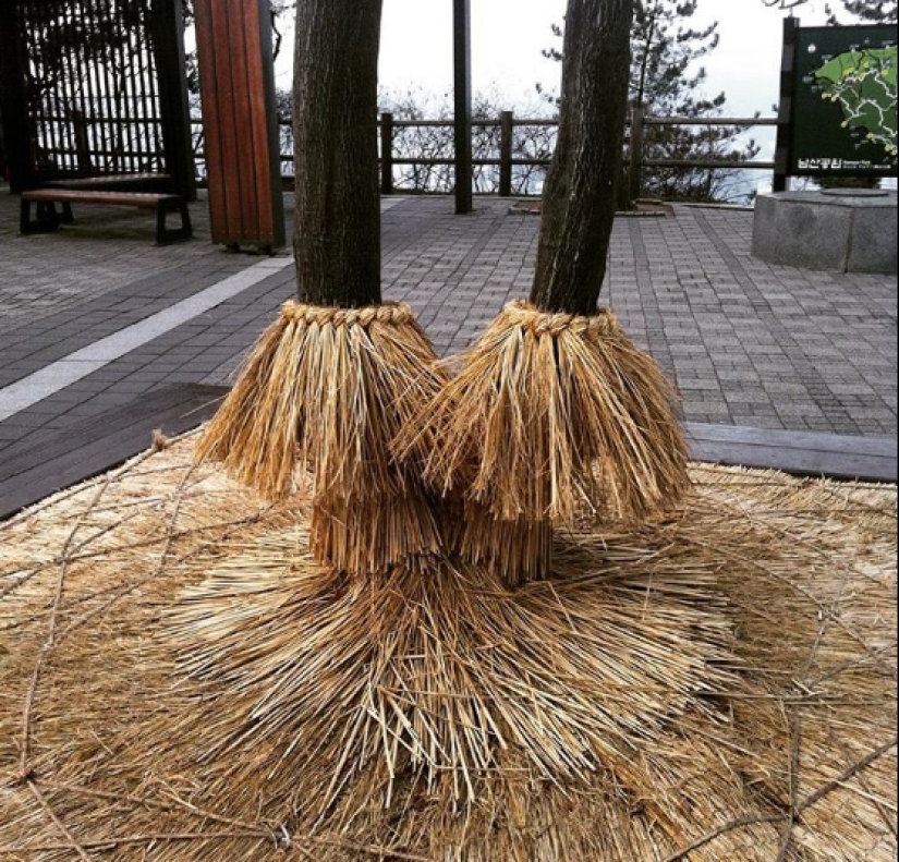 Un típico de corea del Sur hogar rarezas que podríamos usar