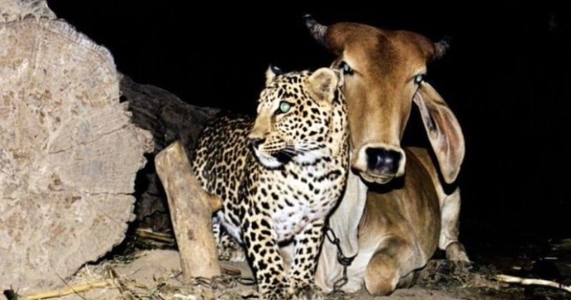 Una increíble historia de amistad entre una vaca y un leopardo, para la que no hay explicación