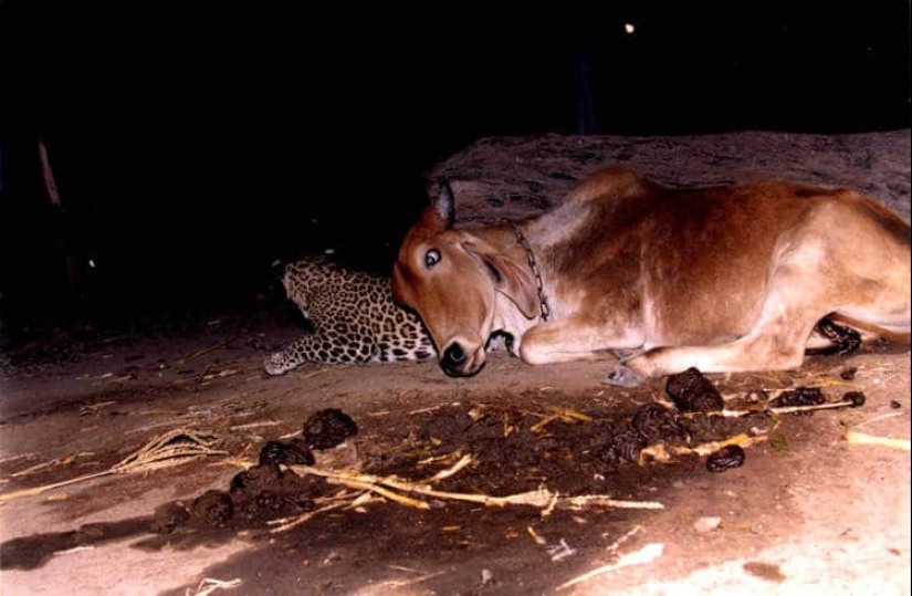 Una increíble historia de amistad entre una vaca y un leopardo, para la que no hay explicación