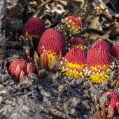 Una planta vampiro que florece una vez en la vida y huele a muerte.