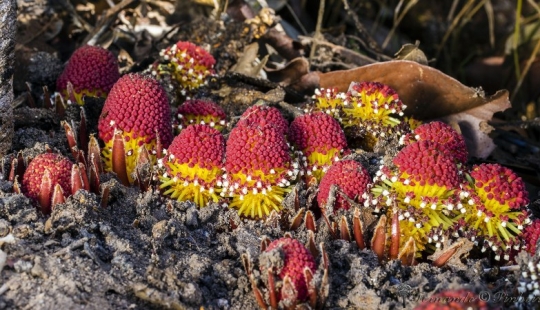 Una planta vampiro que florece una vez en la vida y huele a muerte.