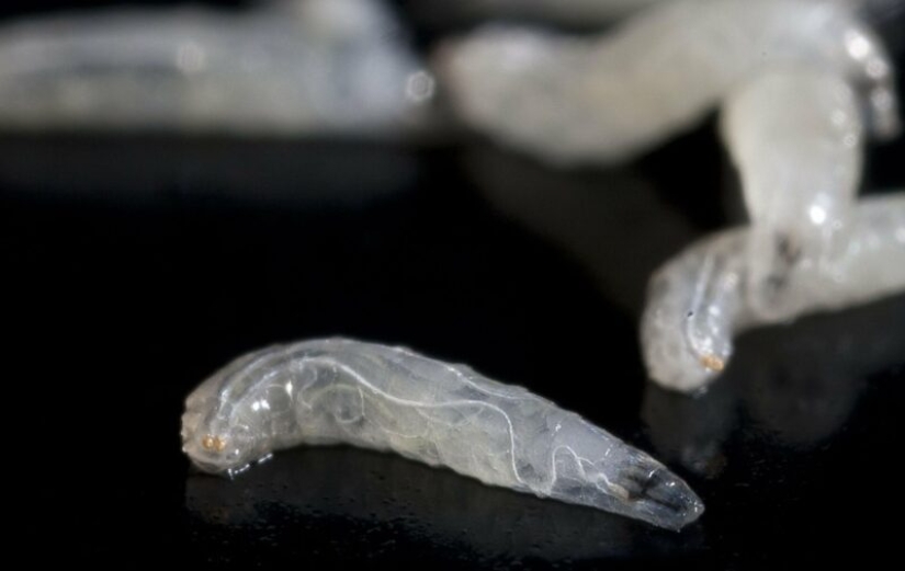 Una revelación que cambiará tu relación con la comida, o Cuando, en el apartamento de mosquitos vienen?