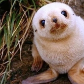 Unbearably cute baby animals that will make your day better Unbearably cute baby animals that will make your day better