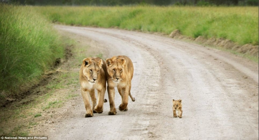 Under the close supervision of a lioness mom Under the close supervision of a lioness mom