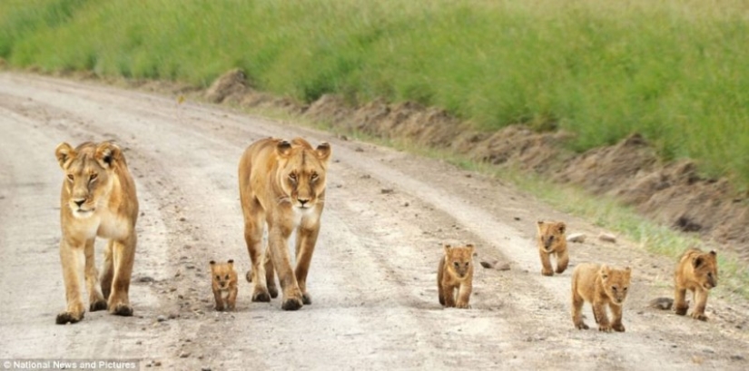 Under the close supervision of a lioness mom Under the close supervision of a lioness mom