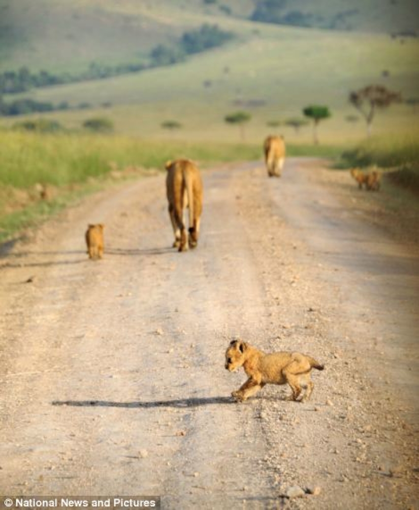 Under the close supervision of a lioness mom Under the close supervision of a lioness mom