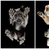 Underdog - a photo project by Andrius Burba showed dogs from an unusual side Underdog - a photo project by Andrius Burba showed dogs from an unusual side