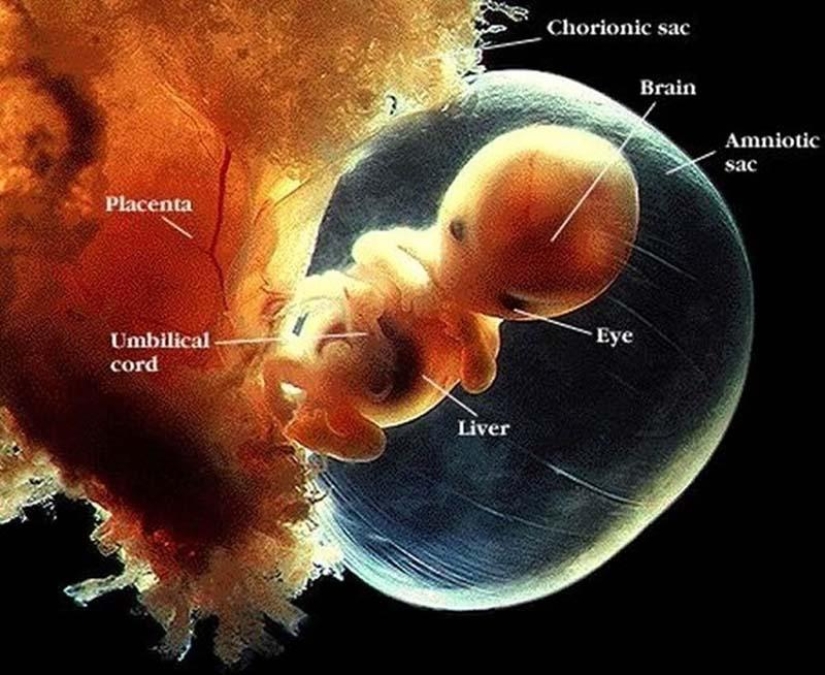Unique photos: a girl's life before birth