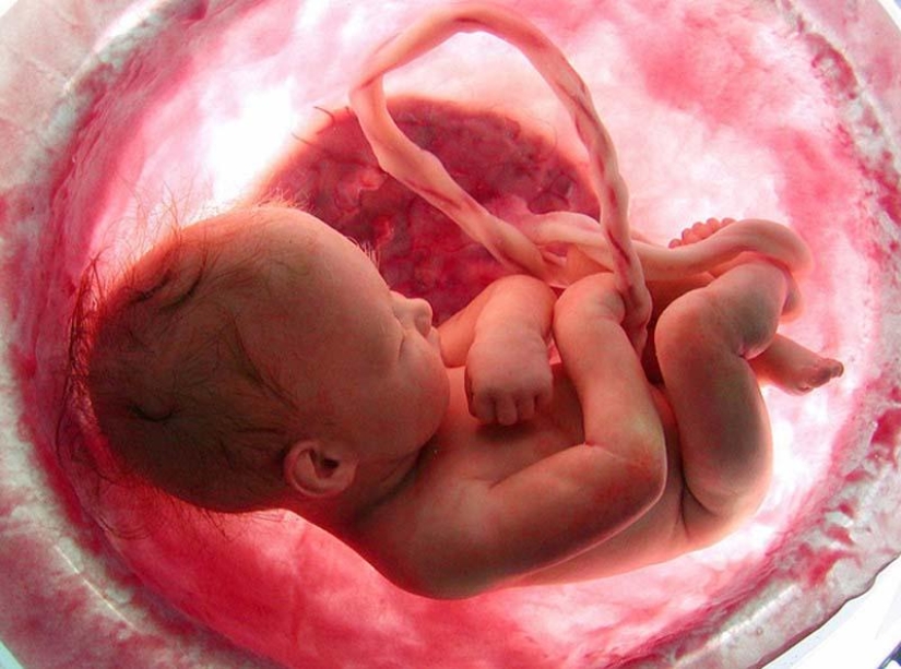 Unique photos: a girl's life before birth