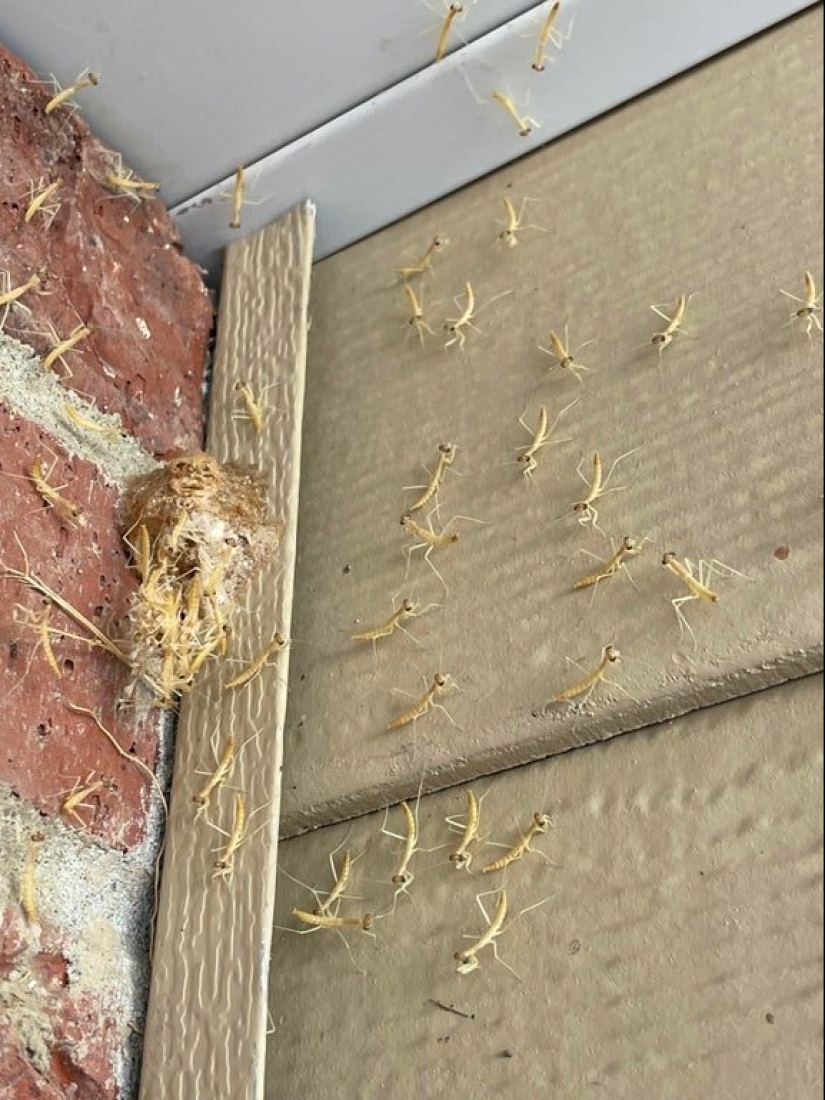 Up to goosebumps: 22 photos in which you see something terrible