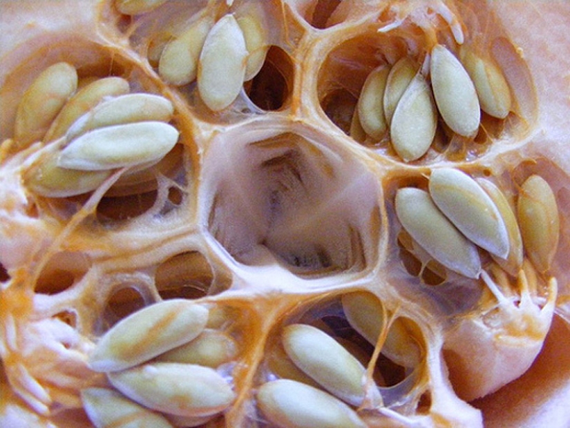 ¿Usted sufre de trypophobia?