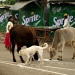 Vagabundos sagrados: Cómo las vacas sin hogar se han convertido en un problema en la India Vagabundos sagrados: Cómo las vacas sin hogar se han convertido en un problema en la India