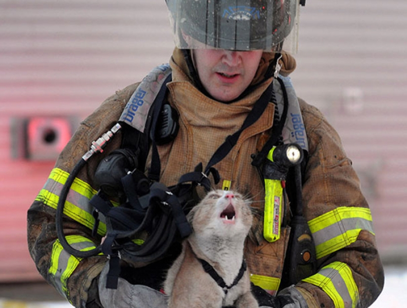 Valientes bomberos que arriesgaron sus vidas para salvar animales