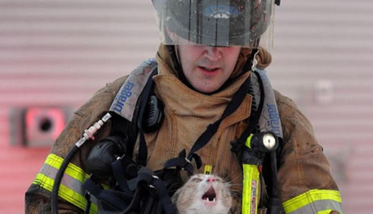 Valientes bomberos que arriesgaron sus vidas para salvar animales