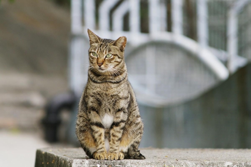 Valoración de los animales más inteligentes