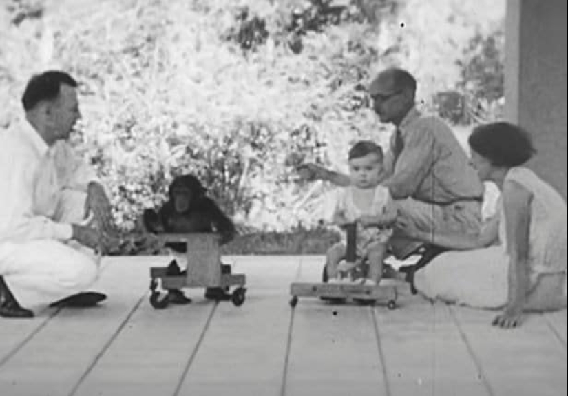 Víctima de la ciencia: cómo una pareja de psicólogos hizo de su hijo un sujeto de prueba en un experimento con un chimpancé Víctima de la ciencia: cómo una pareja de psicólogos hizo de su hijo un sujeto de prueba en un experimento con un chimpancé