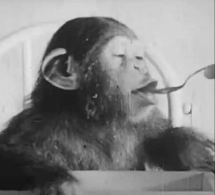 Víctima de la ciencia: cómo una pareja de psicólogos hizo de su hijo un sujeto de prueba en un experimento con un chimpancé Víctima de la ciencia: cómo una pareja de psicólogos hizo de su hijo un sujeto de prueba en un experimento con un chimpancé