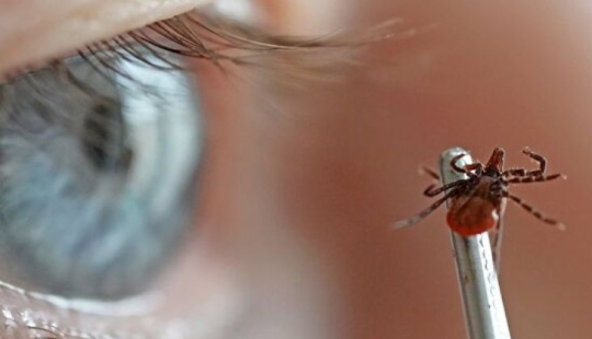 Verano de alfabetización: lo que se obtiene a partir de los artrópodos en un pie normal Verano de alfabetización: lo que se obtiene a partir de los artrópodos en un pie normal