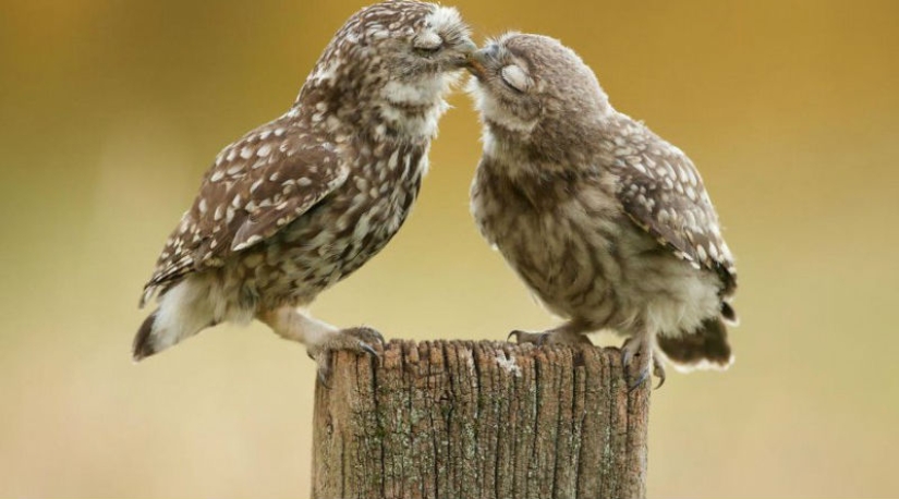 Very well animal lovers Very well animal lovers