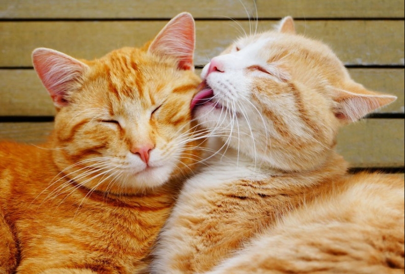 Very well animal lovers Very well animal lovers
