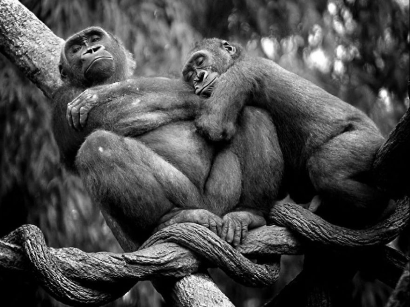 Very well animal lovers Very well animal lovers