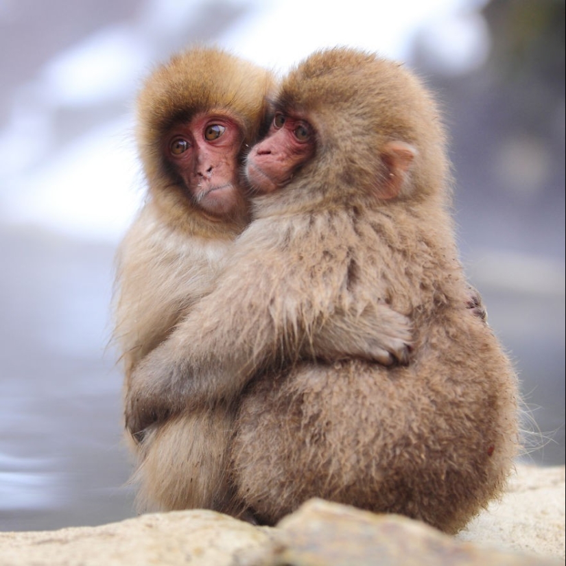 Very well animal lovers Very well animal lovers