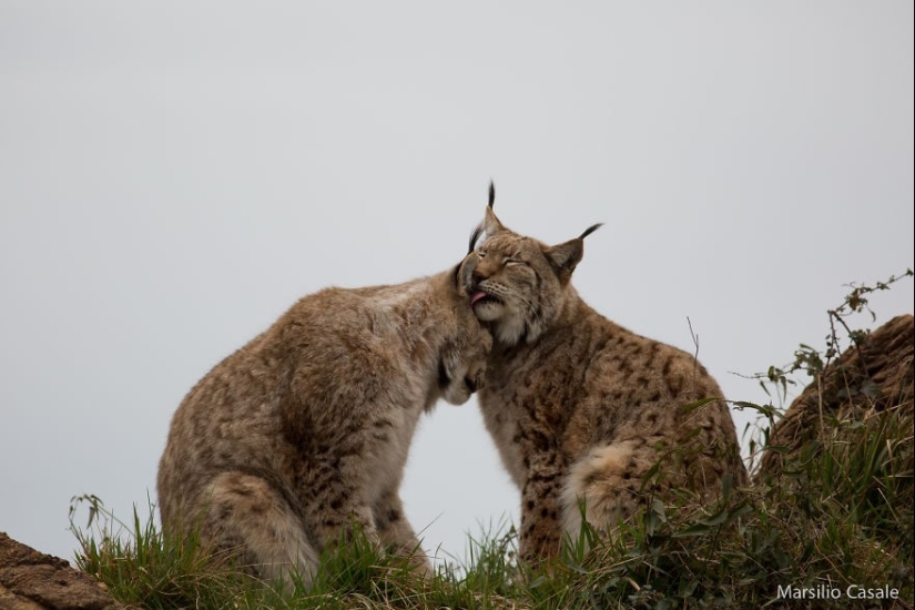 Very well animal lovers Very well animal lovers