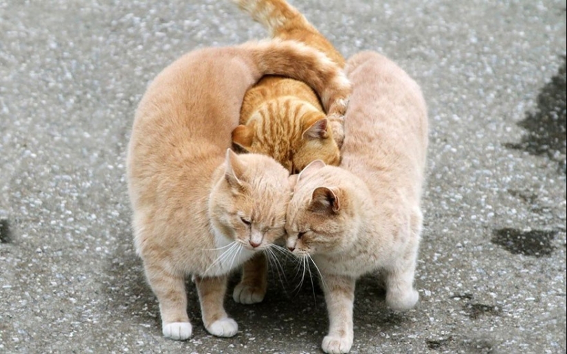 Very well animal lovers Very well animal lovers
