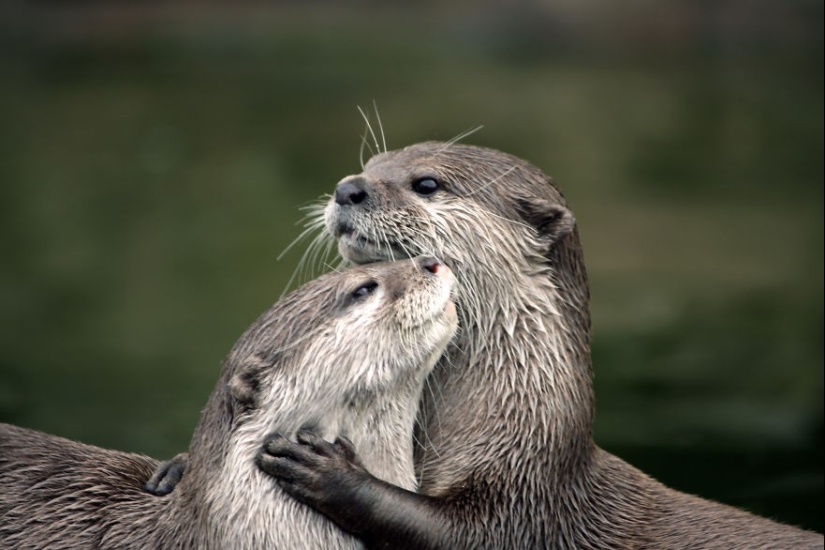 Very well animal lovers Very well animal lovers