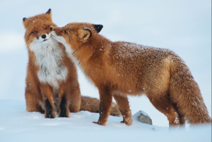 Very well animal lovers Very well animal lovers