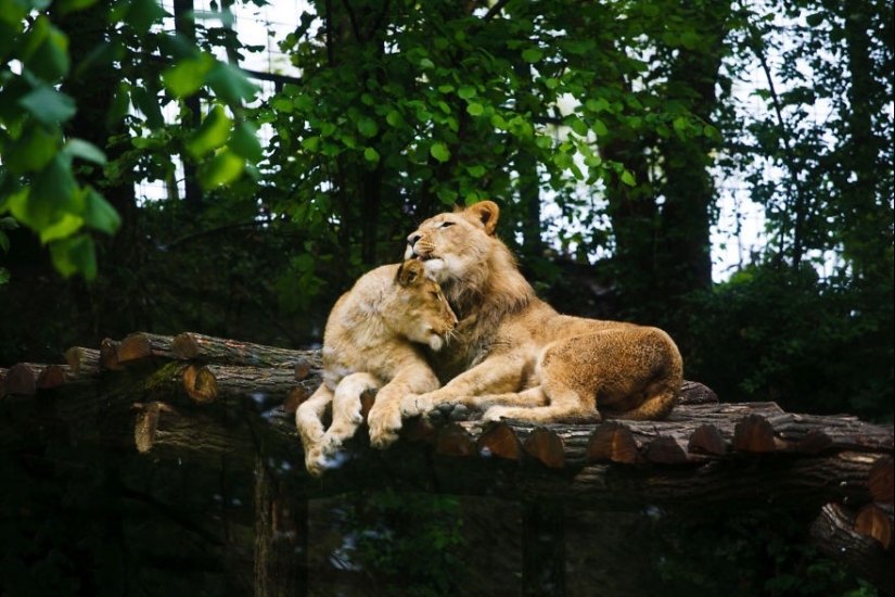 Very well animal lovers Very well animal lovers