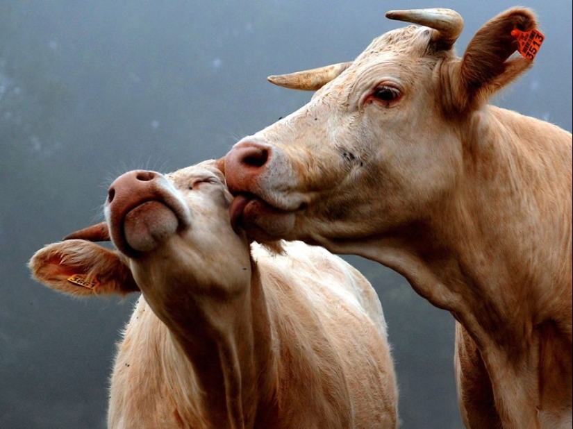 Very well animal lovers Very well animal lovers