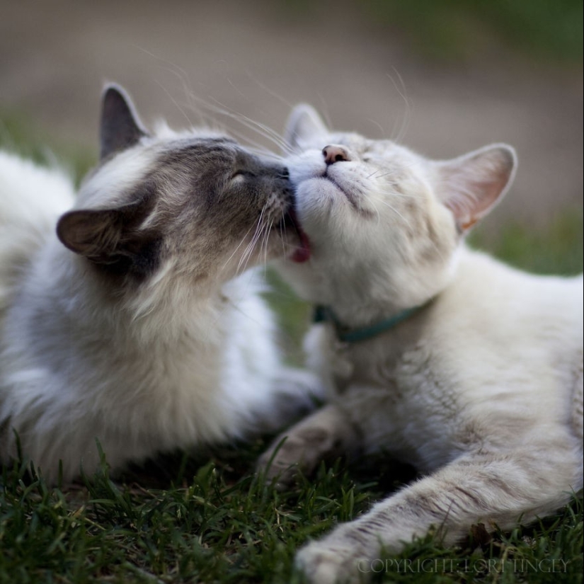 Very well animal lovers Very well animal lovers